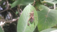 Leptoglossus concaviusculus