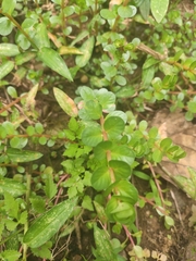 Rotala rotundifolia