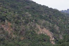 Euphorbia triangularis