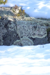 Arctoparmelia centrifuga