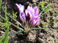 Crocus minimus
