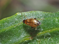 Longitarsus pratensis