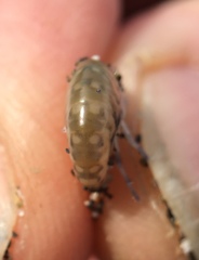 Megalorchestia pugettensis