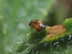 Longitarsus pratensis