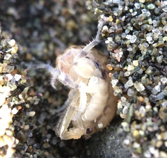 Megalorchestia pugettensis