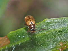 Longitarsus pratensis