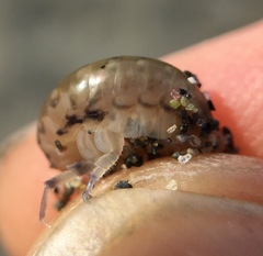 Megalorchestia pugettensis