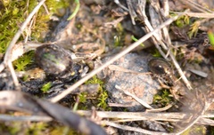 Lamprobyrrhulus nitidus