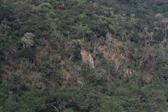 Euphorbia triangularis