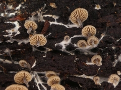 Entoloma byssisedum