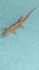 Hemidactylus platyurus