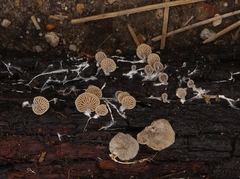 Entoloma byssisedum