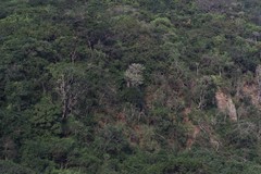 Euphorbia triangularis