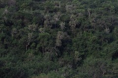 Euphorbia triangularis