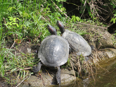 Trachemys scripta elegans