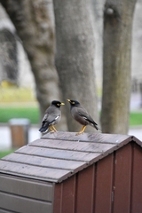 Acridotheres tristis