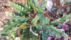 Goeppertia rufibarba