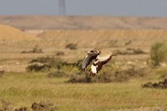 Chlamydotis macqueenii