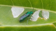 Temnosoma