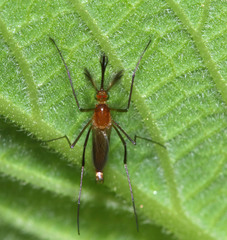 Coquillettidia xanthogaster