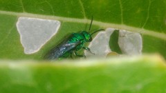 Temnosoma