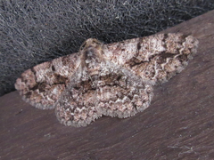 Satoblephara parvularia