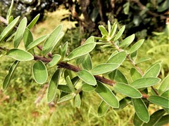 Lasiosiphon calocephalus