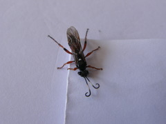 Ichneumon promissorius