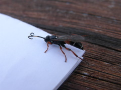 Ichneumon promissorius