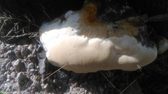Fungi