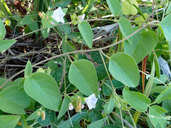 Jacquemontia paniculata