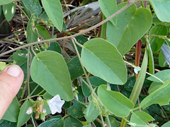 Jacquemontia paniculata