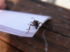 Ichneumon promissorius