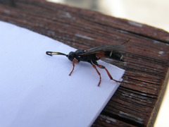 Ichneumon promissorius