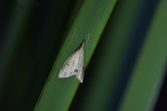 Clepsicosma iridia