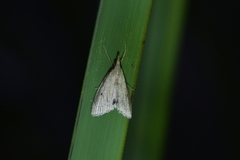 Clepsicosma iridia