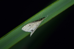 Clepsicosma iridia
