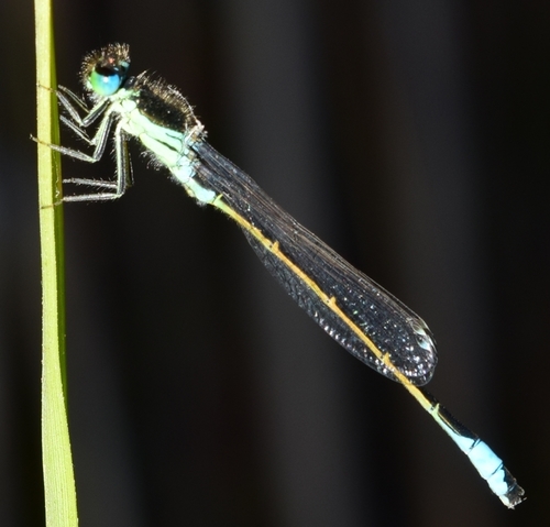 Iberian Bluetail