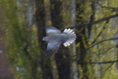 Streptopelia decaocto