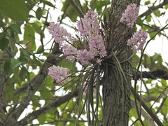 Seidenfadenia mitrata