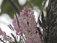 Seidenfadenia mitrata