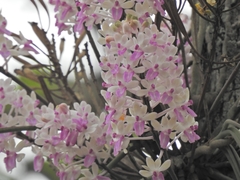 Seidenfadenia mitrata