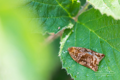 Archips oporana