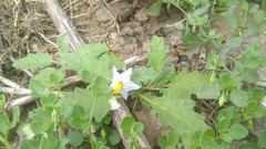 Solanum juvenale