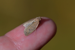 Planotortrix