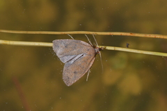 Planotortrix
