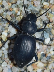 Tentyria incerta