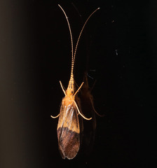 Leptoceroidea