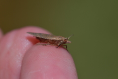 Planotortrix