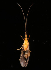 Leptoceroidea